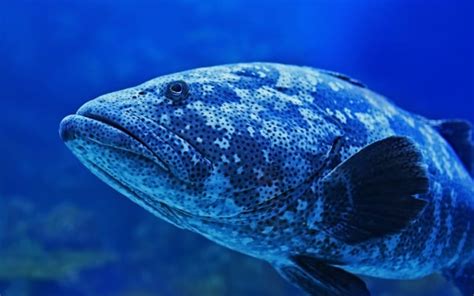 nigfish|big fish official site.